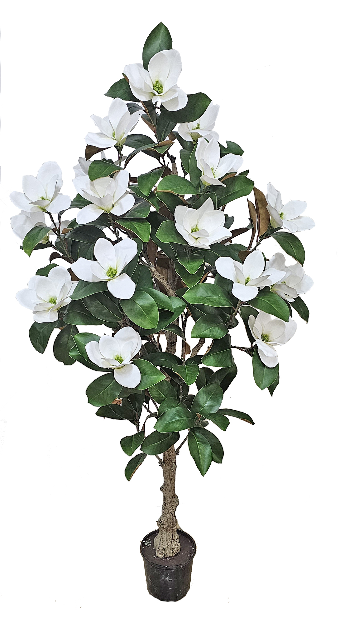 Magnolia deluxe - flowering 1.7m wh-grn